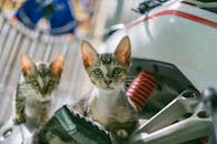 Two young kittens curiously explore a motorbike outdoors. Bright and playful scene.