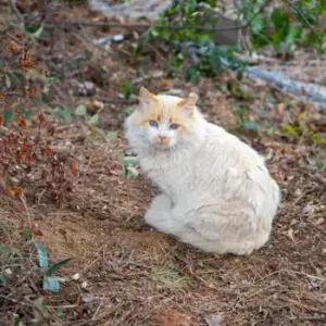 A fluffy domestic cat with blue eyes sitting outdoors among autumn foliage.