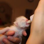 cat, animal, milk, feeding time, pet, puppy, baby bottles, nurse, malai, kitten