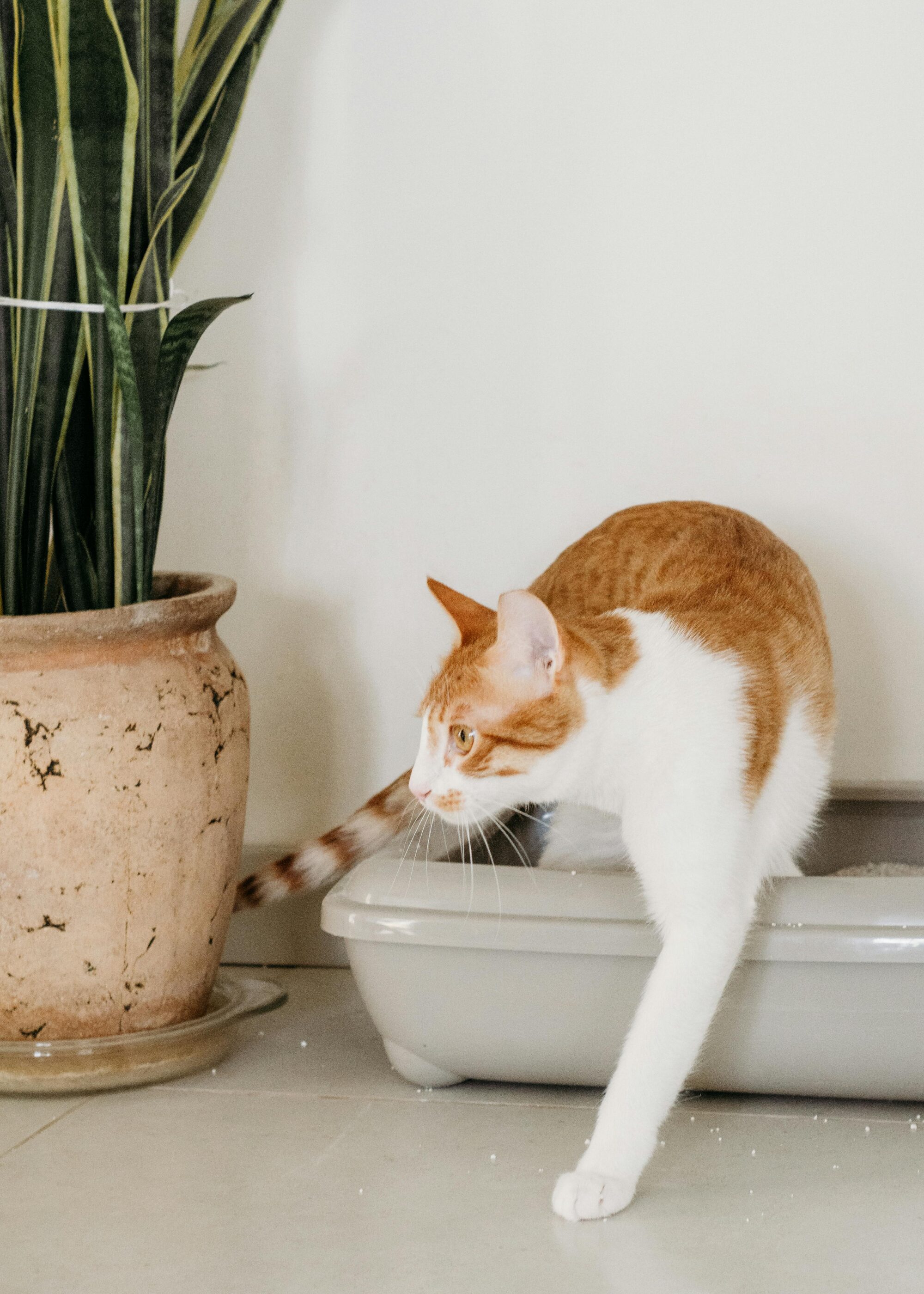 A cute domestic cat stepping out of a litter box beside a potted plant in a cozy home setting.