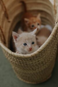 Charming ginger and cream kittens snugly nestled in a woven wicker basket.