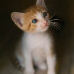 Adorable ginger and white kitten sitting indoors, looking up with curious blue eyes.