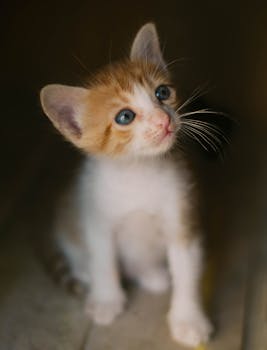 Adorable ginger and white kitten sitting indoors, looking up with curious blue eyes.