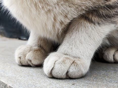 Detailed close-up of a domestic cat's paws with fur texture, resting on a concrete surface.