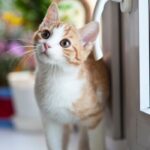 Adorable tabby kitten with orange fur curiously looking outside through the window.
