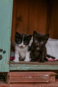 Two cute kittens with blue eyes sitting in a rustic wooden box, showcasing their curious expressions.