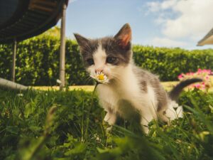 pexels-photo-1472999-1472999 Charming kitten enjoying a sunny day in a grassy garden, sniffing a daisy flower.