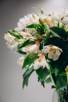 pexels-photo-16528255-16528255 Close-up of a lush white Alstroemeria flower bouquet with vibrant green leaves on a subtle gray backdrop.