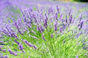 pexels-photo-248158-248158 Stunning close-up of blooming lavender in a sunlit rural field, capturing its aromatic beauty.