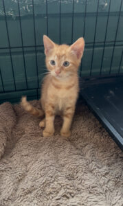 Simba